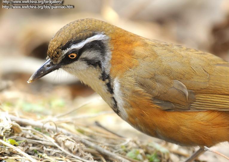 С��������