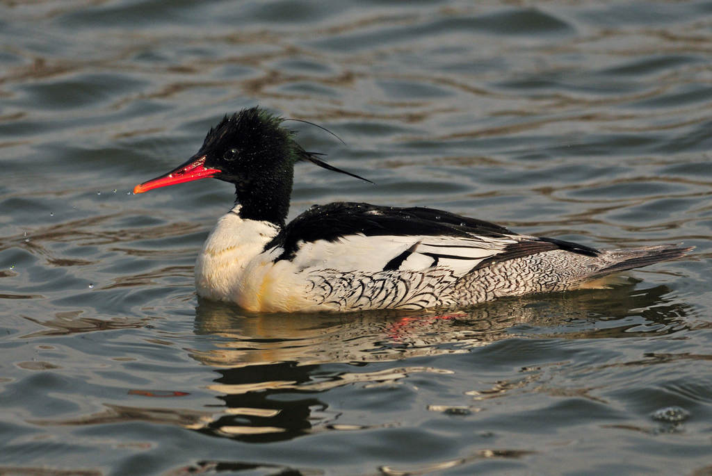 �л���ɳѼ������