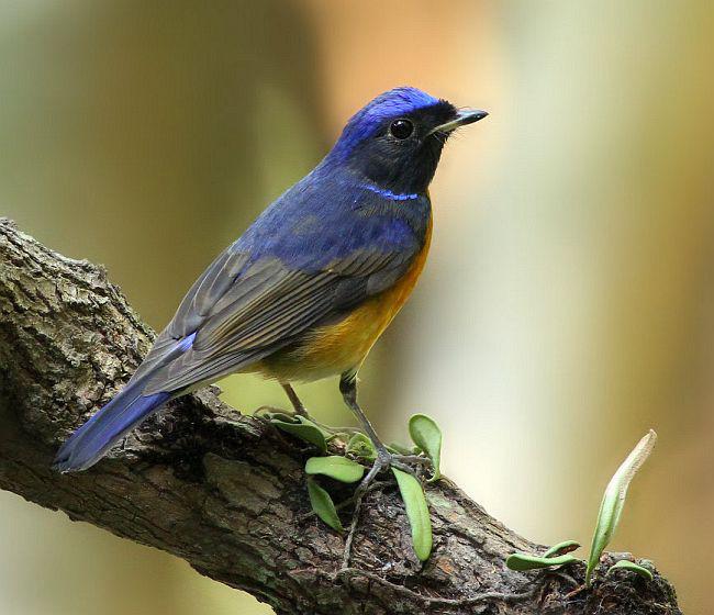 �ظ������l�������������