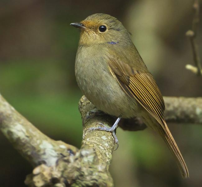 �ظ������l�������������