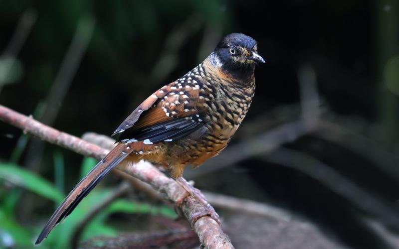 �������̵�ͼƬ