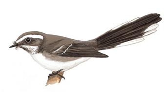 ��ü��β�l����̬����ͼ