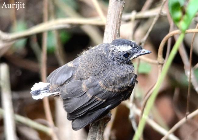 ��ü��β�l����������ӡ�ȣ�