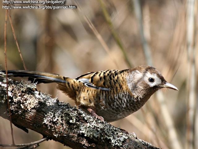 �߱����̵�ͼƬ