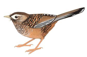 �߱�����