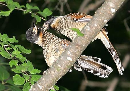 �߱�����