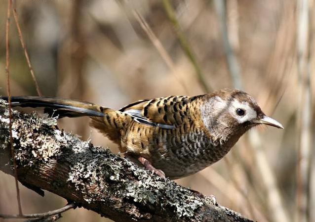 �߱�����