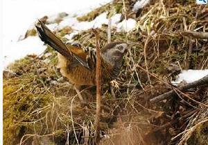 �߱�����