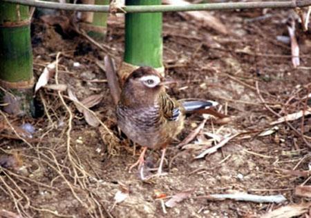 �߱�����