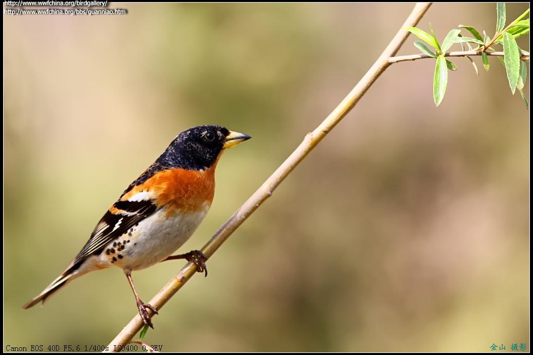 ��ȸ������