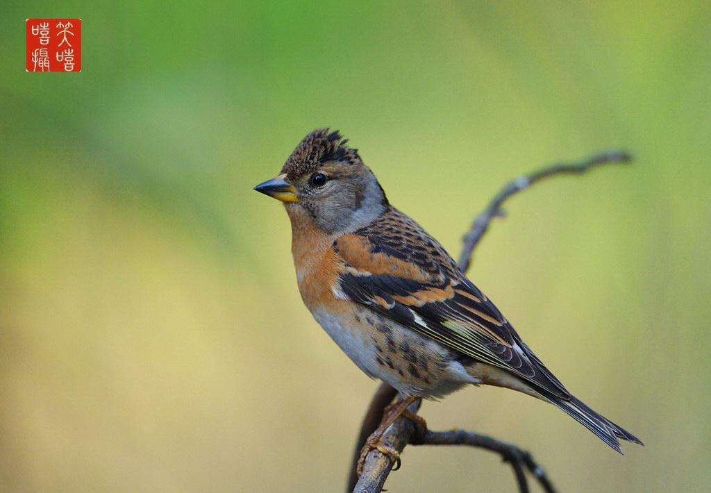 ��ȸ������