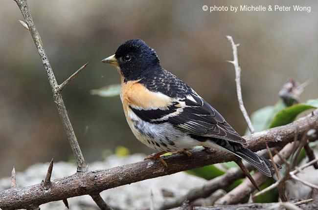 ��ȸ������ֳ���������3�£�