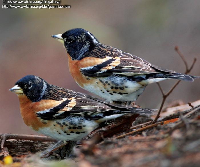 ��ȸ������Ӱ��԰�ݷ�����ص㣺���� �̽� ����ʱ�䣺20110101