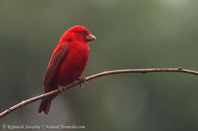 血雀 血雀的图片