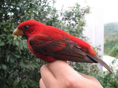 Ѫȸ������