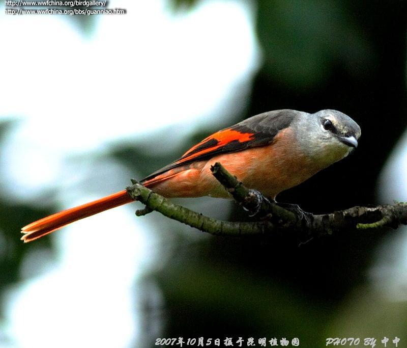 �ۺ�ɽ�����ͼƬ