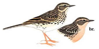 �ۺ����ң���̬����ͼ