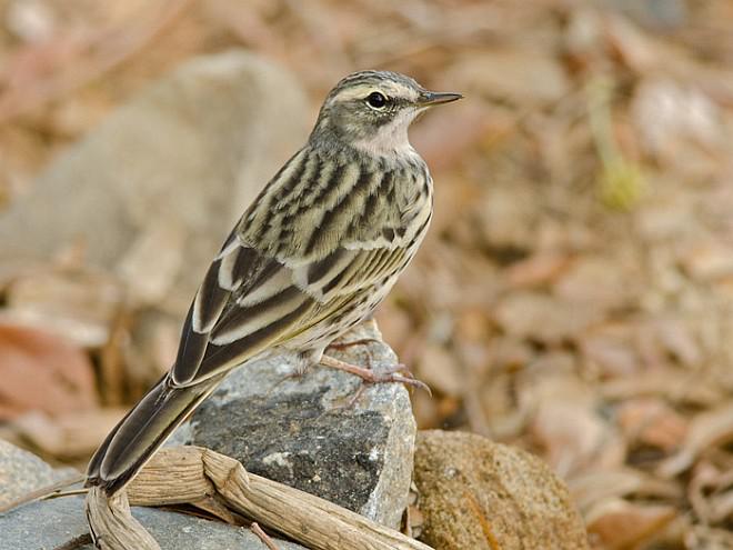 �ۺ�����