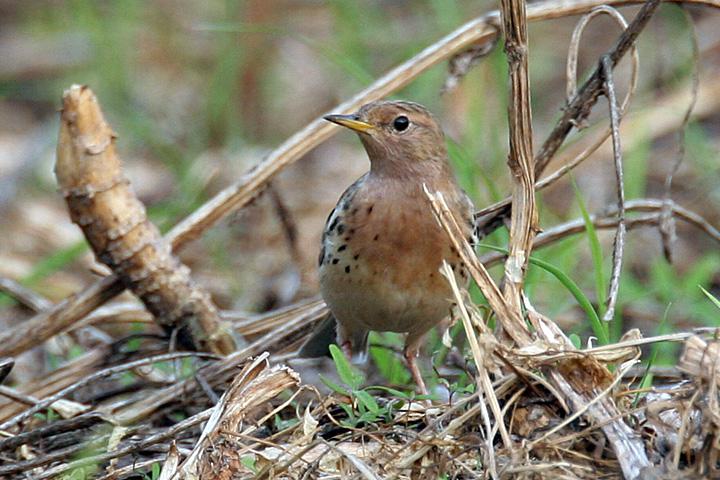 �ۺ����ң���ֳ��