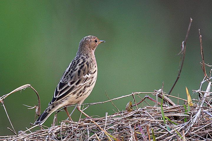 �ۺ�����