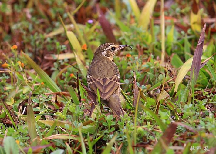 ���ң�����