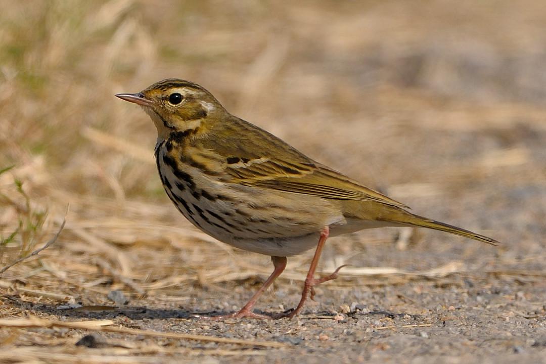 ���ң������кڰߣ��ϱ����Ʋ����ԣ�����������Ե���Բ��߰�ɫ