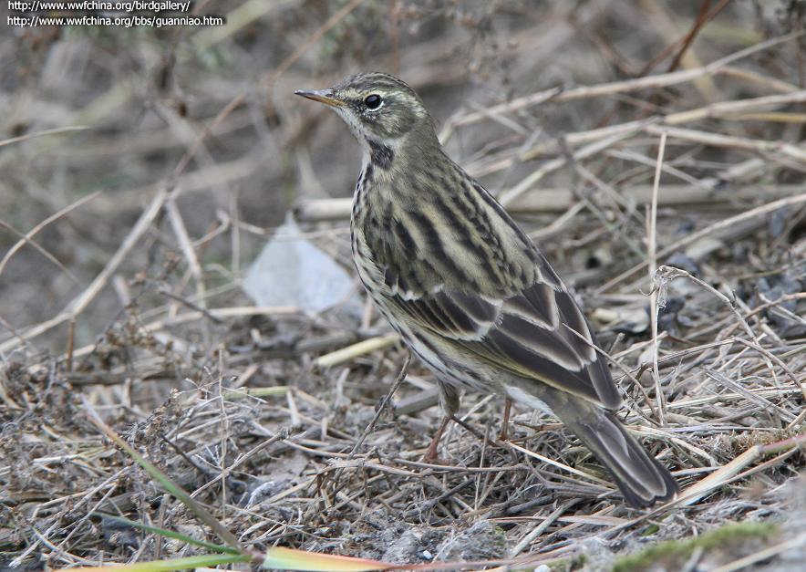 �Ƹ��ң�����������Ե��ɫ���ϱ������ƣ�����ڰ�