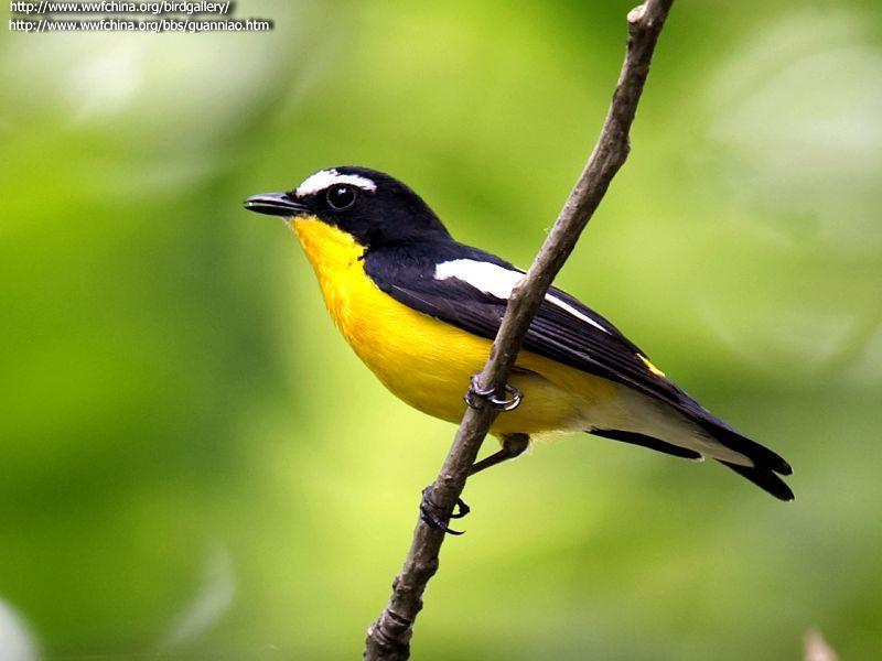 白眉姬鹟 白眉姬鹟的图片