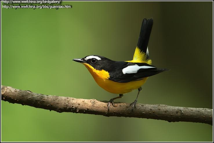 ��ü���l������