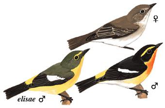 ��ü���l������ü�ƻ�ɫ�������޻�ɫ