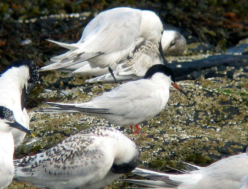 �ۺ���Ÿ��ͼƬ