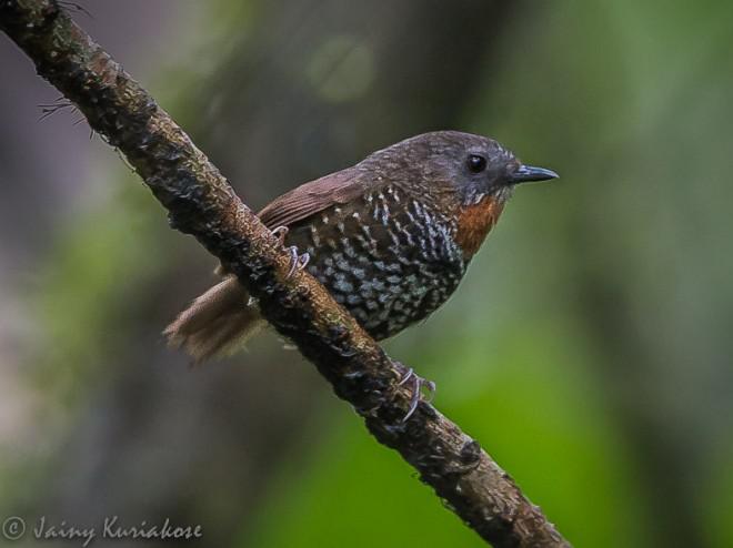 ������̵�ͼƬ