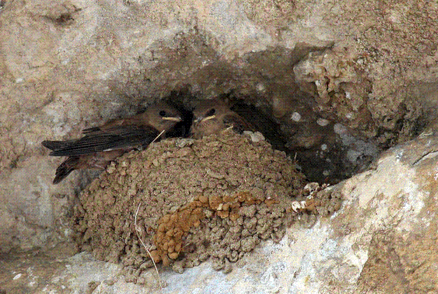 ���ࣨ������