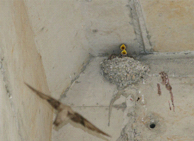 ���ࣨ����