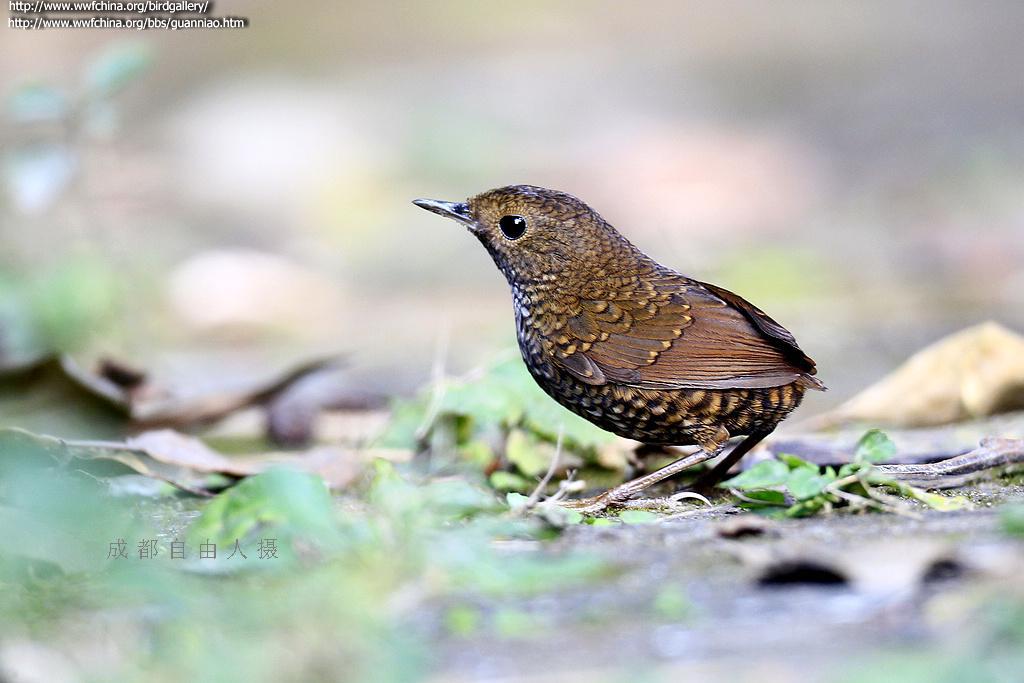 С�������̵�ͼƬ