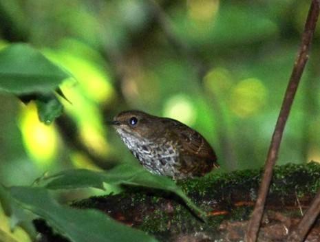 С��������