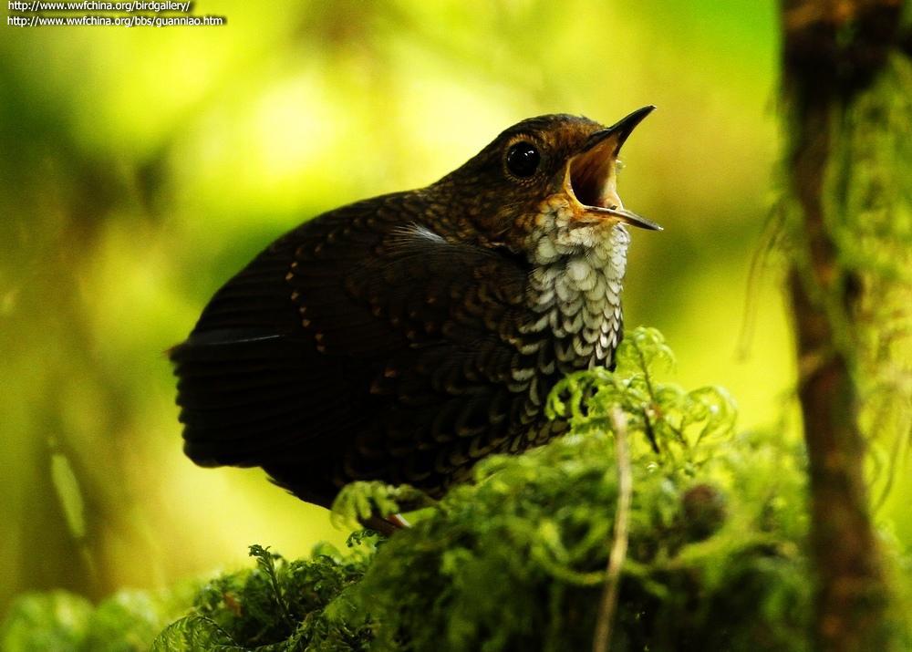 С��������