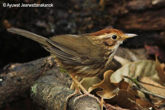 ��ͷ���̵�ͼƬ