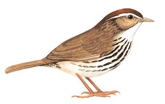 ��ͷ����