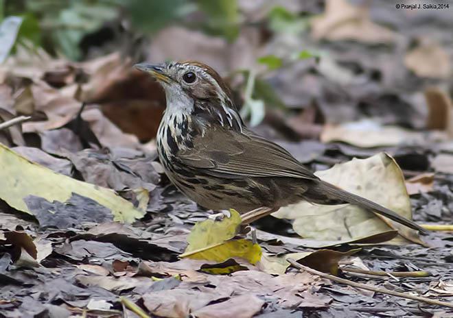 ��ͷ����