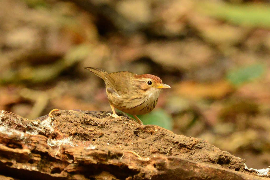 ��ͷ���̣�����̩����