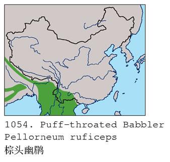 ��ͷ����