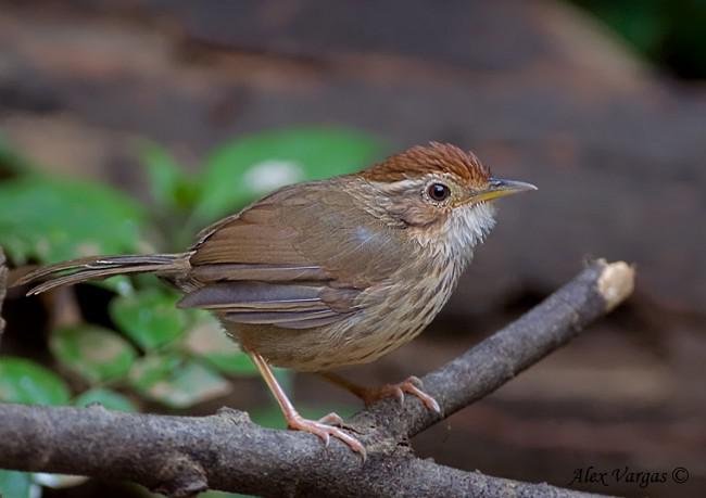 ��ͷ����