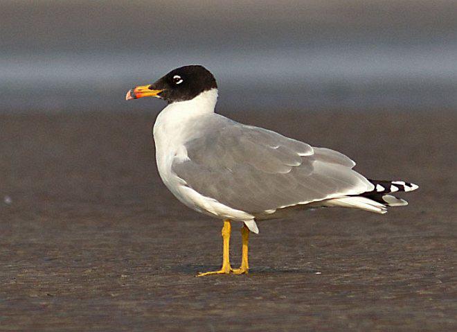 渔鸥 渔鸥的图片