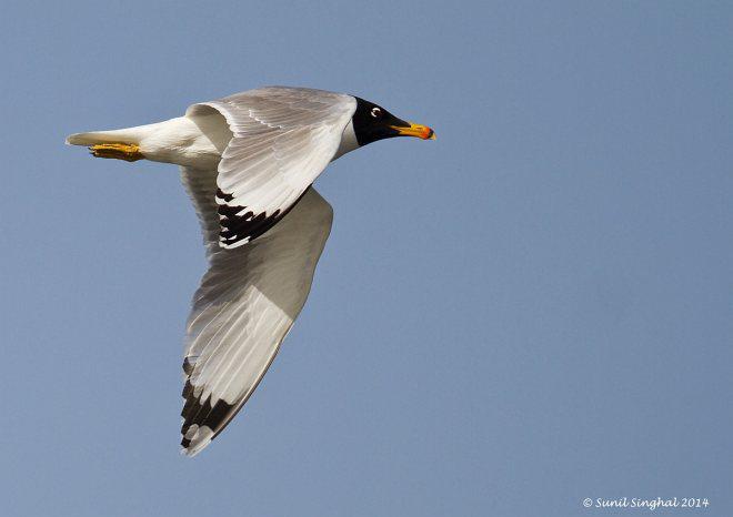 ��Ÿ����ֳ��