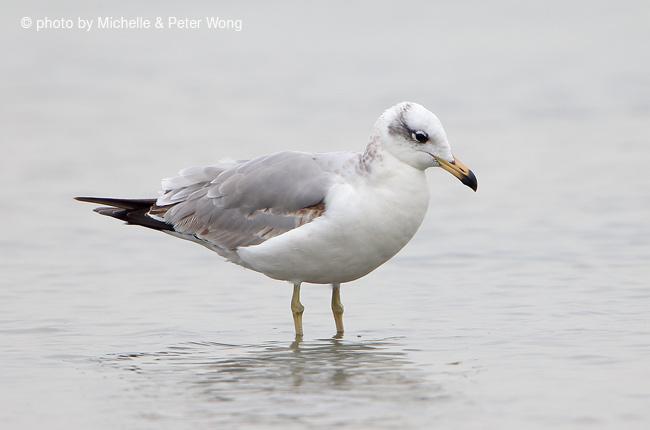 ��Ÿ���ڶ�����