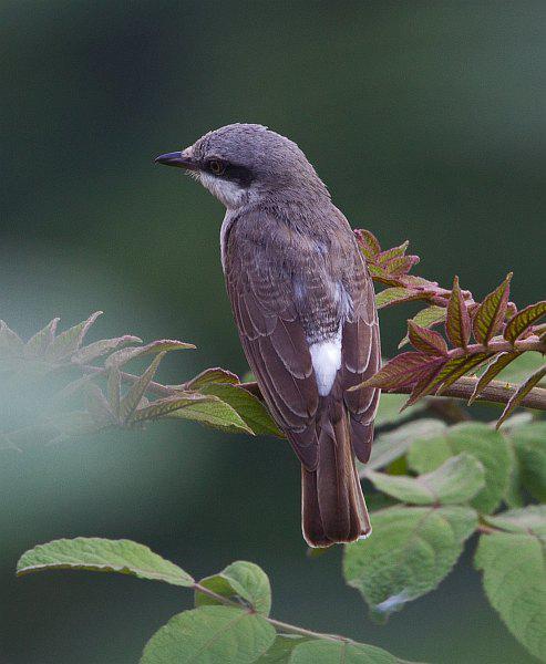 �������V