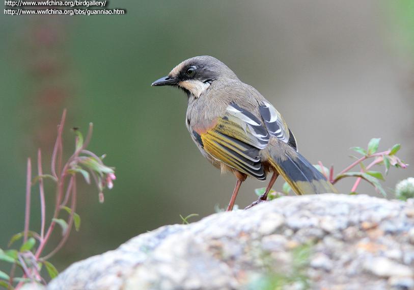 ��ɫ���̵�ͼƬ