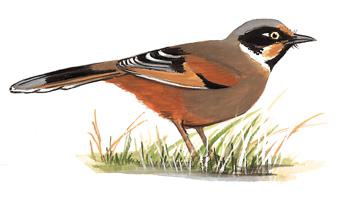 ��ɫ����