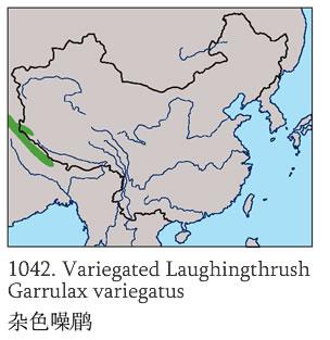 ��ɫ����